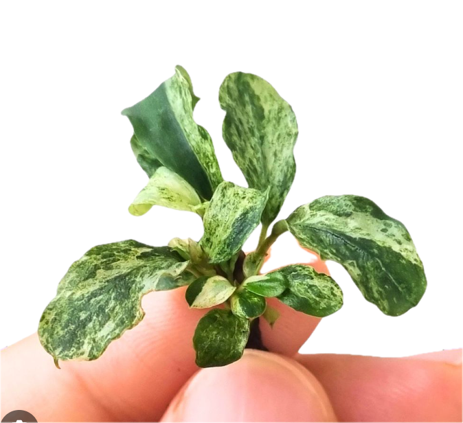 Bucephalandra ‘White Marble’ Tissue Culture Cup