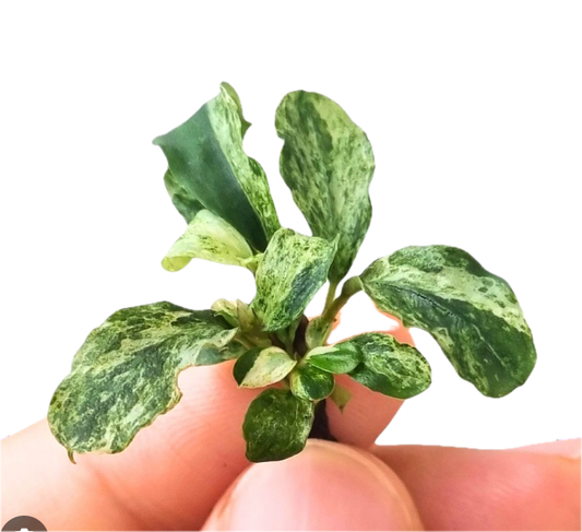 Bucephalandra ‘White Marble’ Tissue Culture Cup