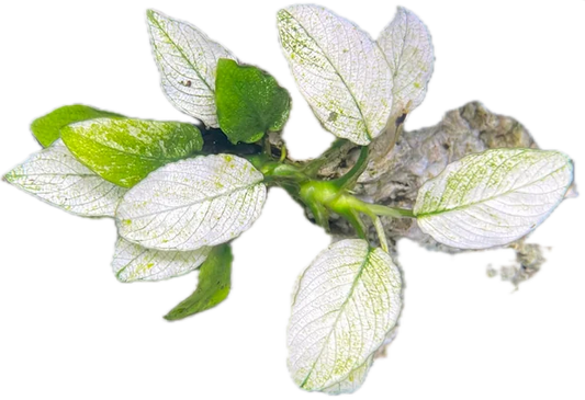 Variegated Anubias ‘Pinto’ Tissue Culture Cup