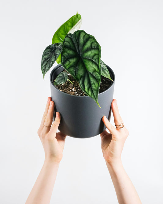 Alocasia ‘Dragon Scale’ Tissue Culture Cup