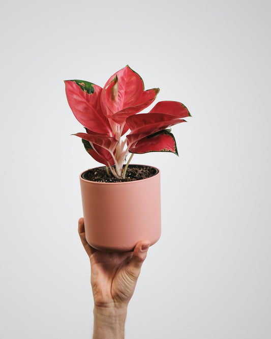 Aglaonema pictum ‘Tricolor’ Tissue Culture Cup