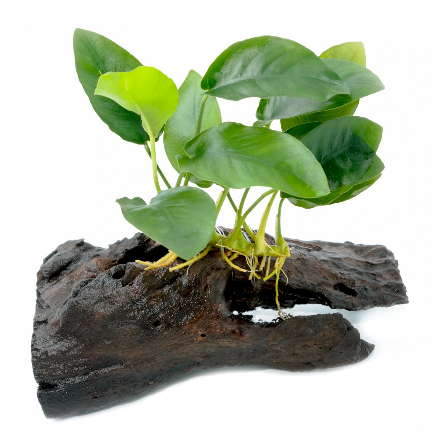 Mystery Plant | Anubias | Plant Tissue Culture Cup