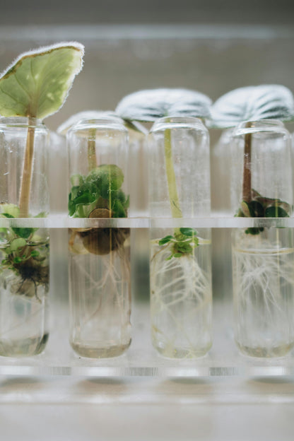 Mystery Plant | PHILODENDRON | Plant Tissue Culture Cup