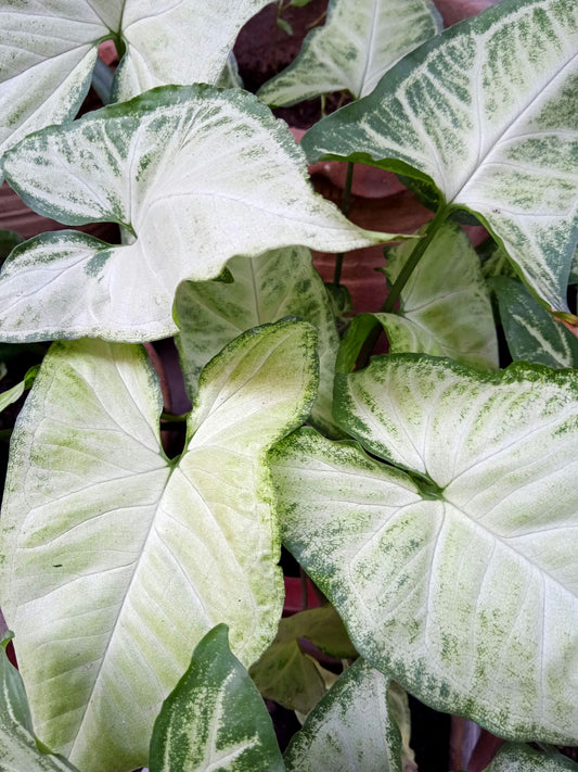 Syngonium ‘Fantasy’ Tissue Culture Cup